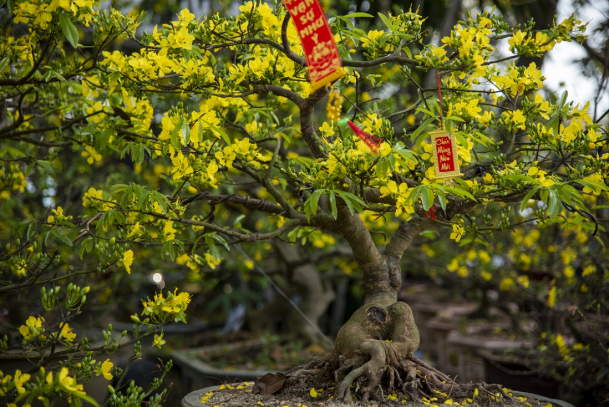 Xuân về chiêm ngưỡng một loài hoa